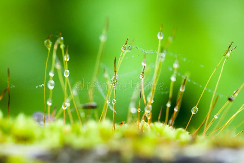 Lichen dampness