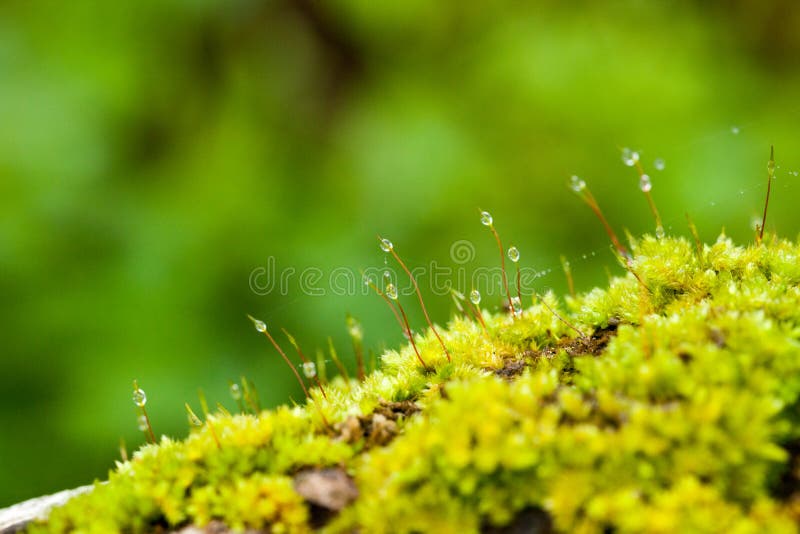 Lichen dampness