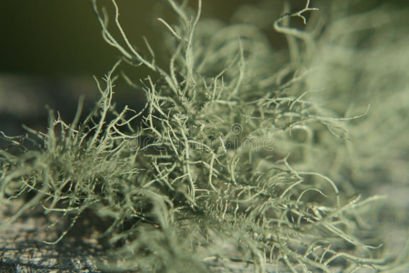 Lichen de barbe, espèces Copalis d'Usnea