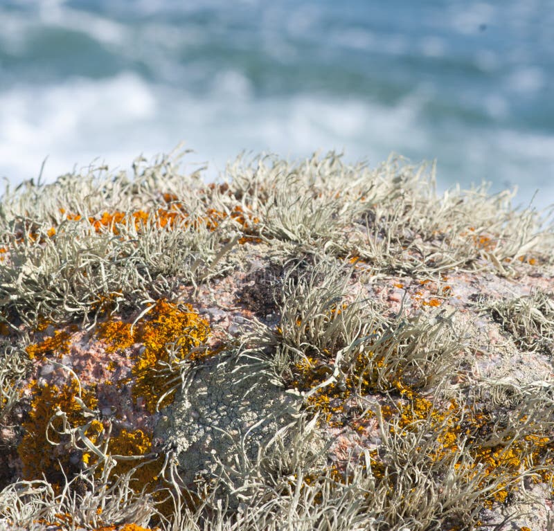 Lichen gardens on seaside rocks.