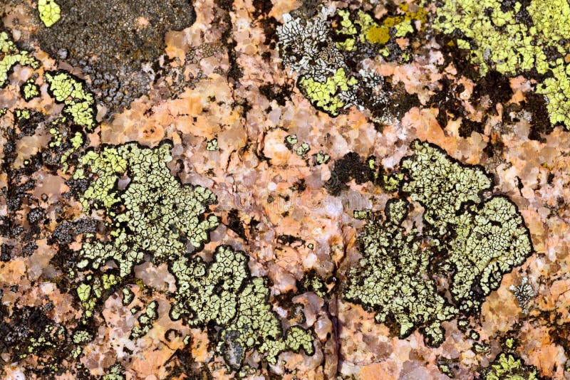 Lichen on granite rock stock photos