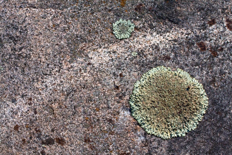 Lichen moss on granite stone background