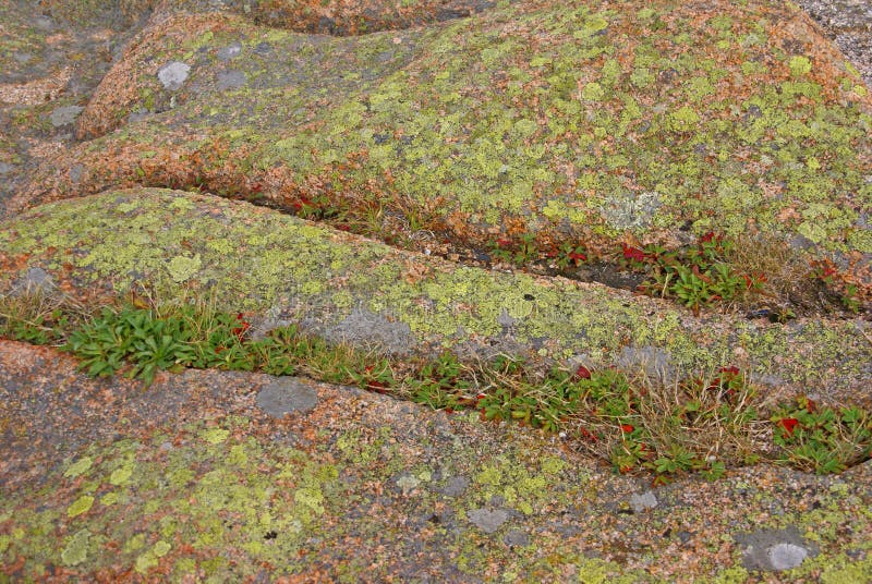 Lichen & moss on pink granite