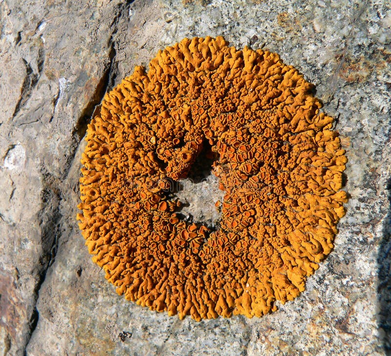 Lichen on Stone 2