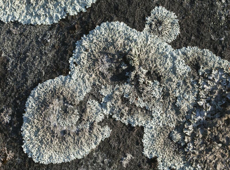 Lichen on a stone