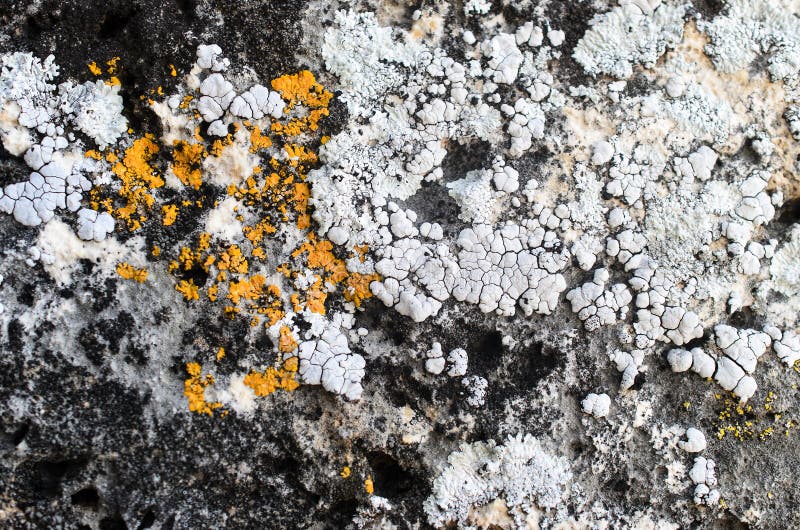 Lichen on stone