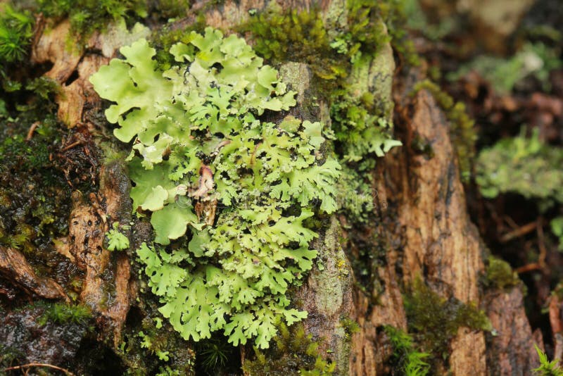 Lichen sur l'arbre