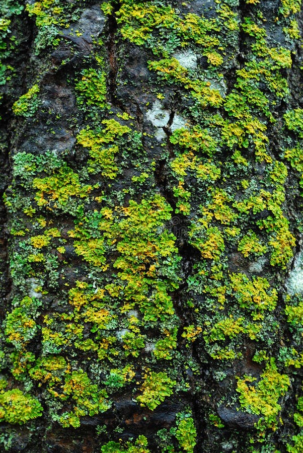 Lichen sur l'écorce d'arbre