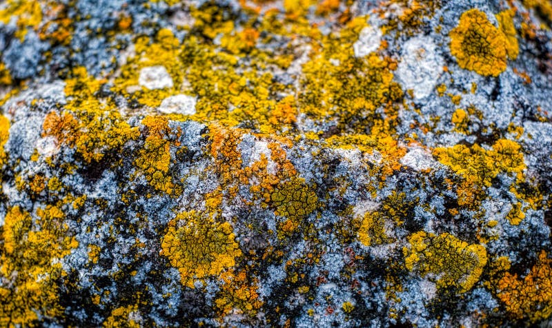 Lichen sur la roche
