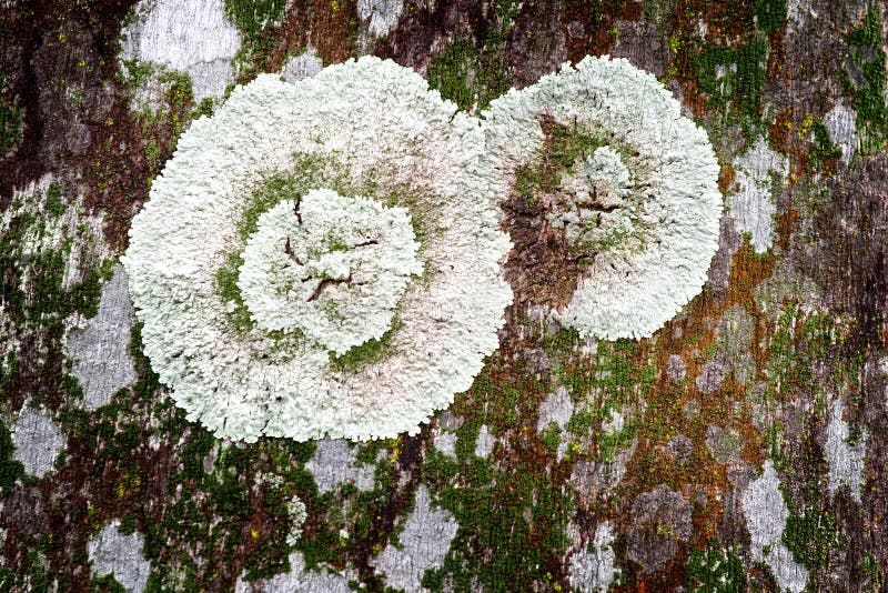 Lichen sur le joncteur réseau d'arbre