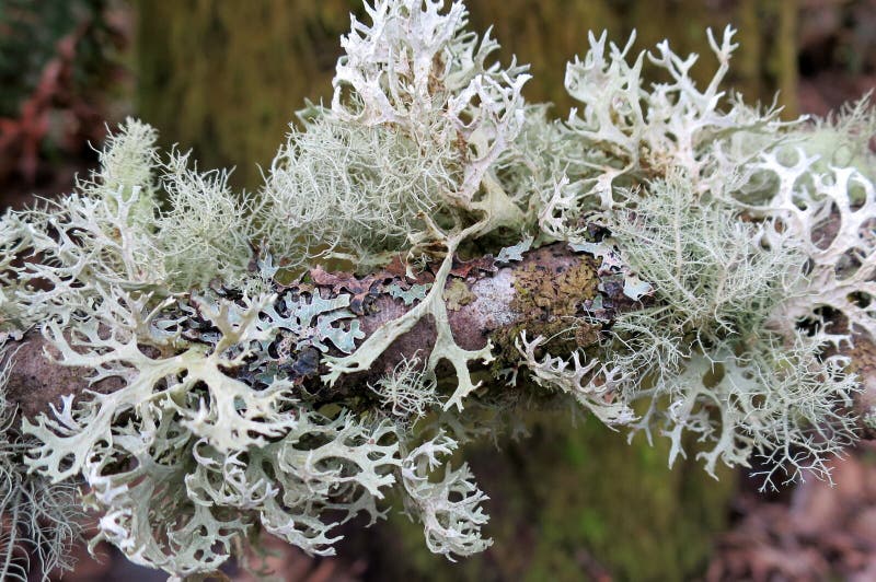 Lichen sur une branche