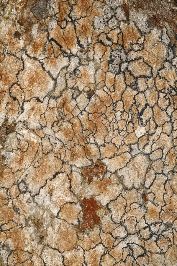 Lichen sur une roche