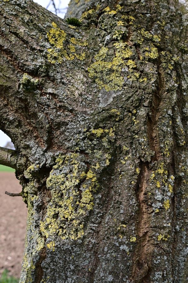 6 7 Sycamore Tree Photos Free Royalty Free Stock Photos From Dreamstime 6 7 Sycamore Tree Photos Free Royalty Free Stock Photos From Dreamstime