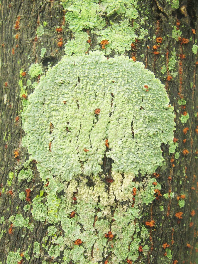 Lichen texture bark stock photo