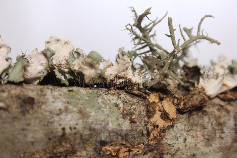 Lichen Tree Fungus Growing on Tree Branch in East Texas