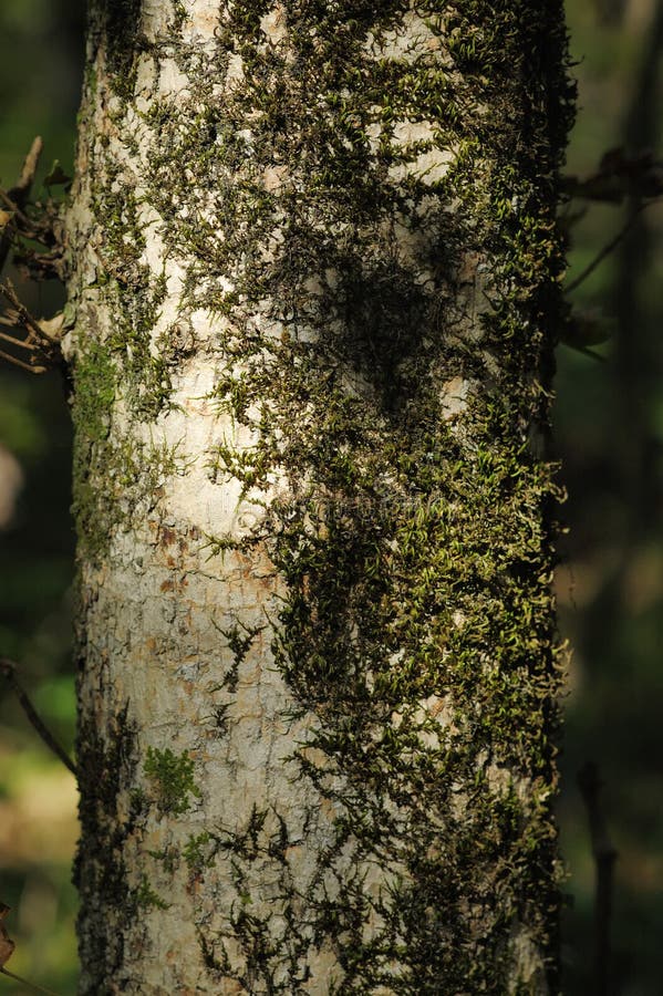 Lichen on the tree trunk.