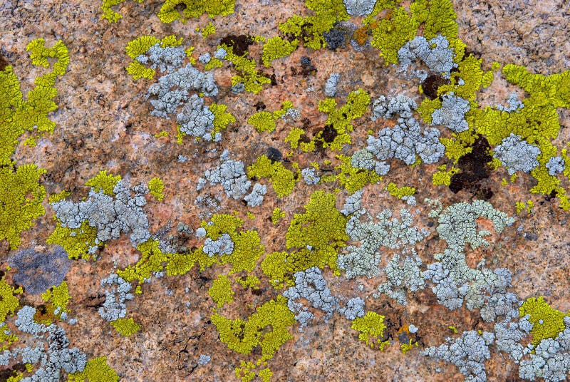 Lichen vert et cyan sur la roche