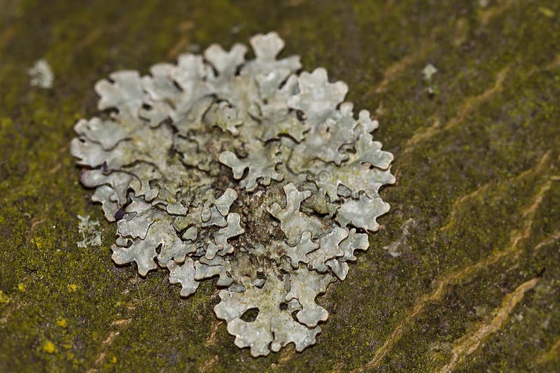 Lichen on wood surface stock image. Image of tree, outside 19587009