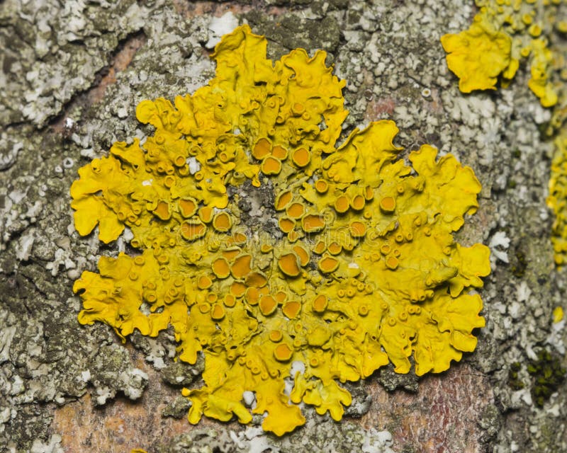 Lichen Xanthoria parientina on aspen tree bark macro, selective focus, shallow DOF