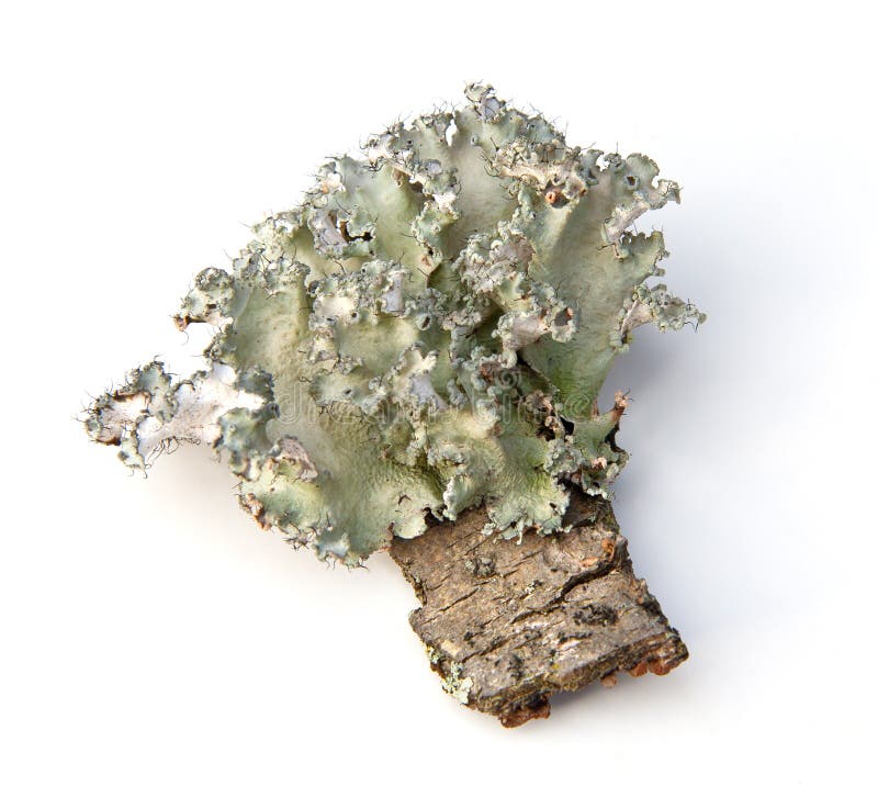 Lichene fotografie stock Lichene fotografie stock
