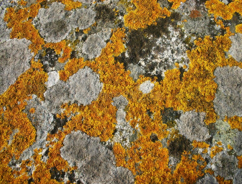 Lichens