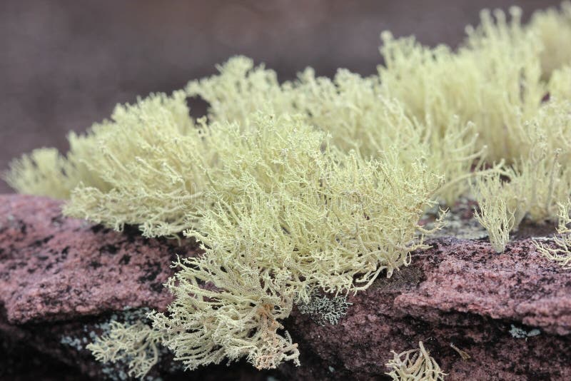Lichens