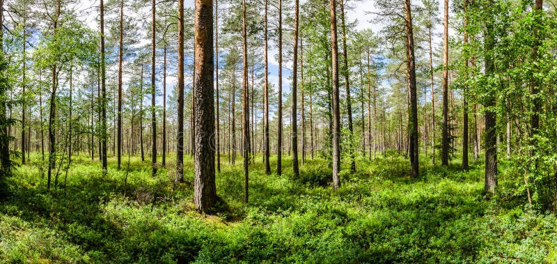 Licht dennenbos stock afbeeldingen