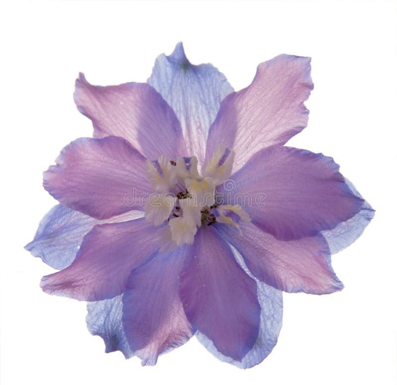 Lichtdurchlässige delphinioum Blume stockfotografie Lichtdurchlässige delphinioum Blume stockfotografie