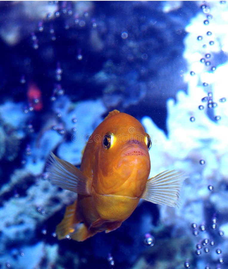 This is a head on view of the big boy. This is a male African Kenyi Cichlid. He has dropped all of the blue color that they are born with and he has even dropped his stripes. Dropping the stripes is a characteristic that I have never seen in any Kenyi except this one. Aint He Gorgeous?. This is a head on view of the big boy. This is a male African Kenyi Cichlid. He has dropped all of the blue color that they are born with and he has even dropped his stripes. Dropping the stripes is a characteristic that I have never seen in any Kenyi except this one. Aint He Gorgeous?