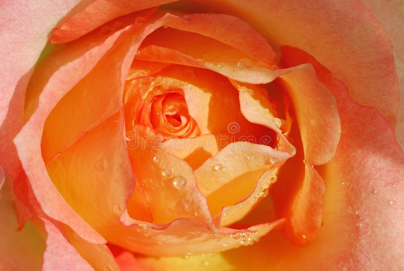 Delicate lichtroos stock afbeelding