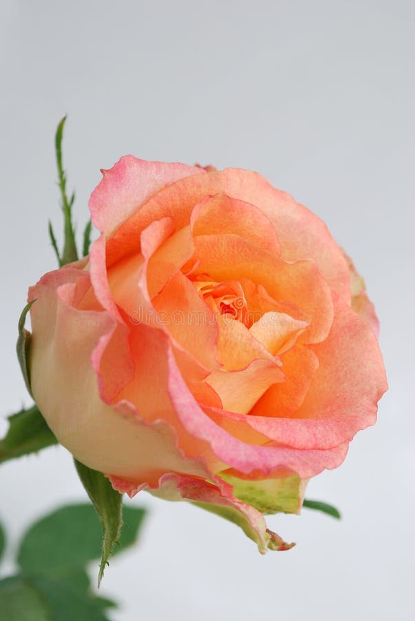 Lichtroos royalty-vrije stock foto's