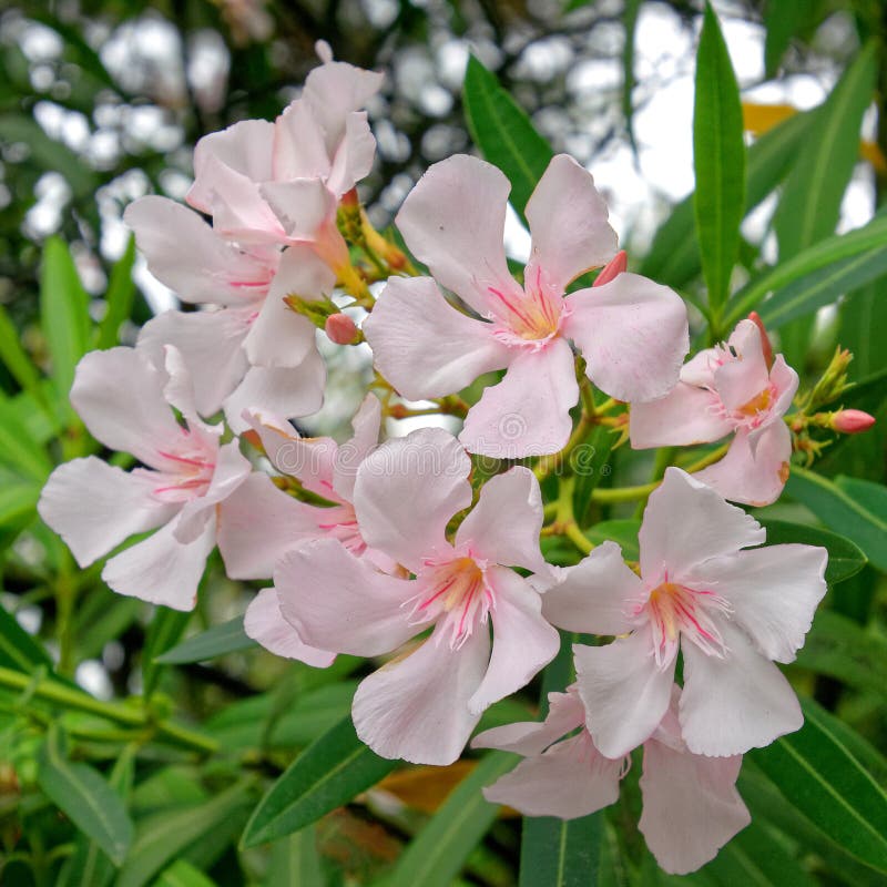 Lichtroze oleander bloemen bloesem in de tuin , natuurlijke achtergrond
