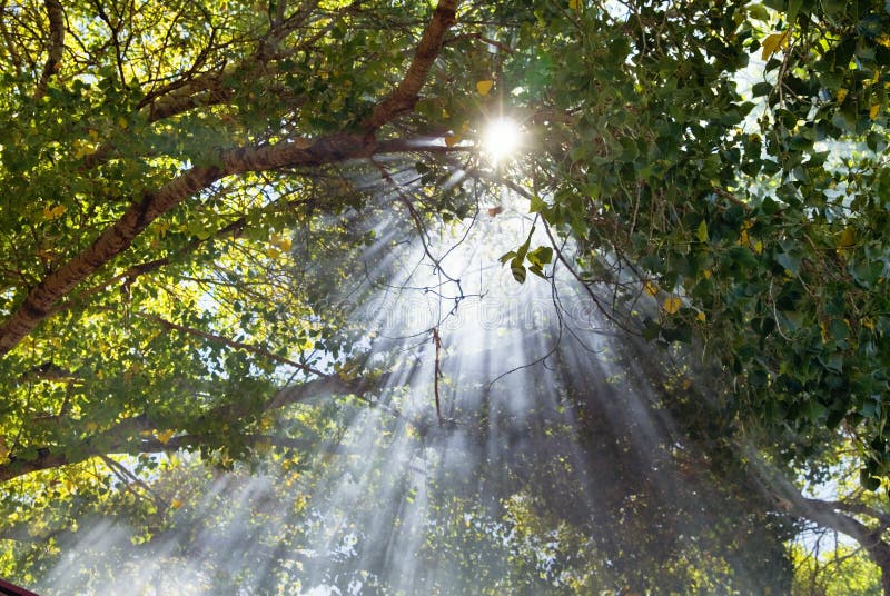 Beams of Light shine through canopy of trees. Beams of Light shine through canopy of trees.