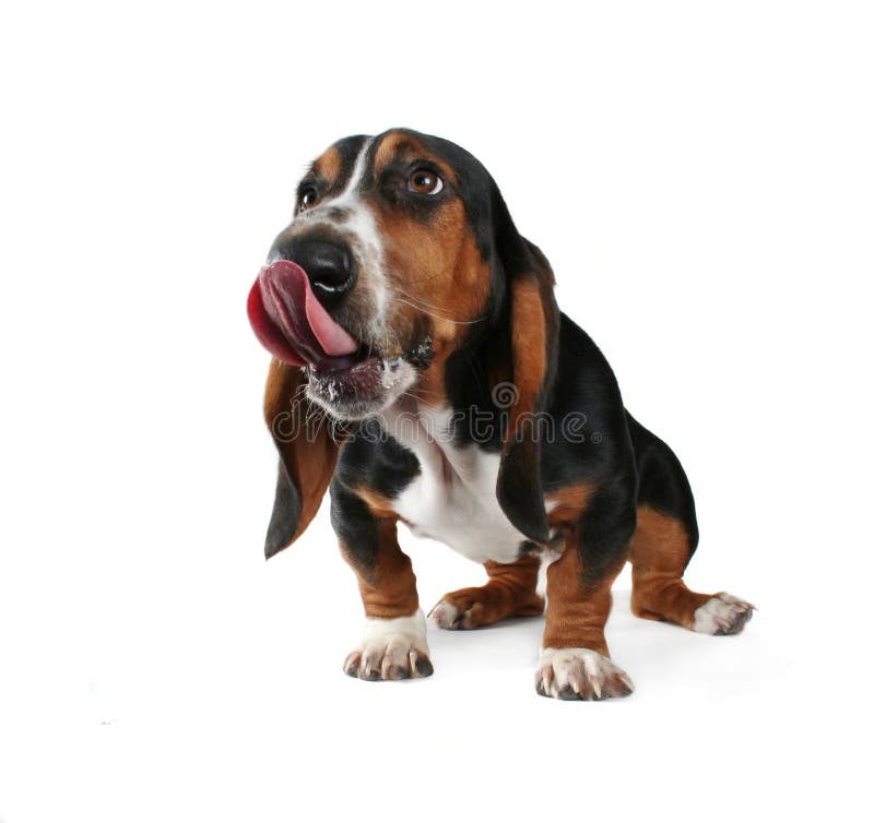 Basset hound licking his chops