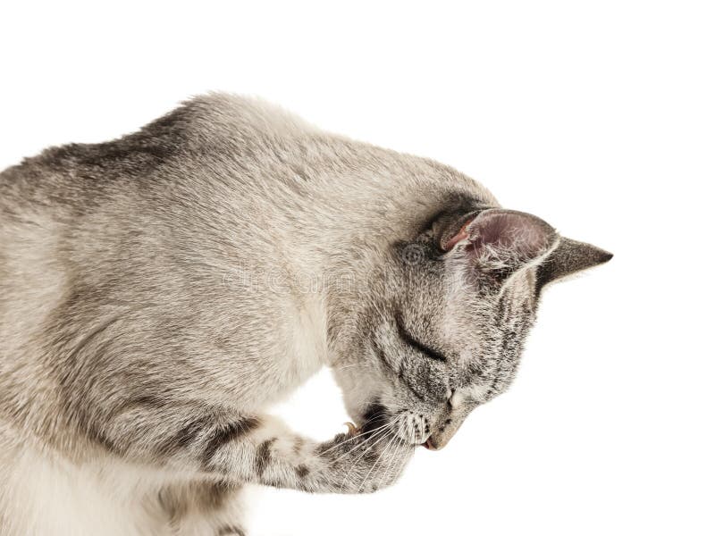 Licking cat stock photo. Image of adorable, furry, alone 19195832
