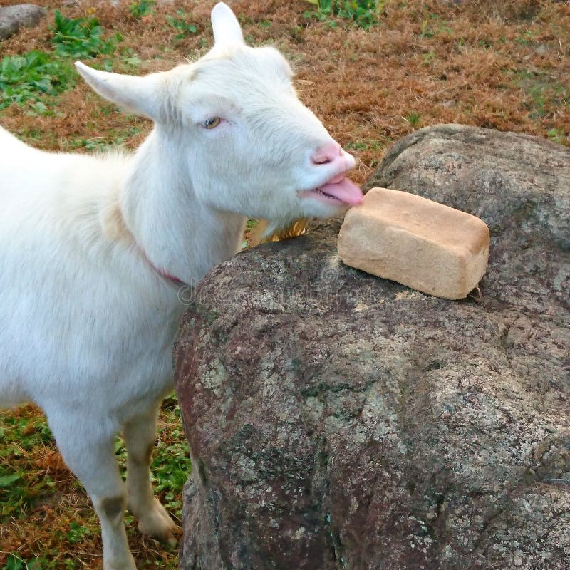 Licking goat stock image. Image of goat, funny, animal 84943601