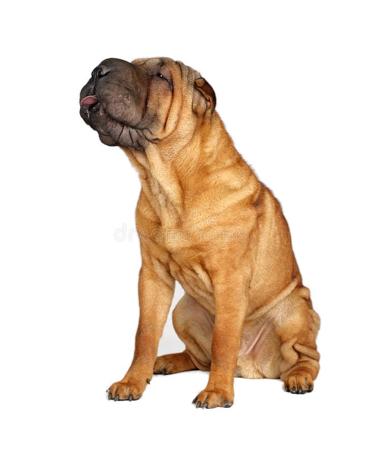English Bulldog and SharPei Mixed Breed Dog Stock Photo Image of