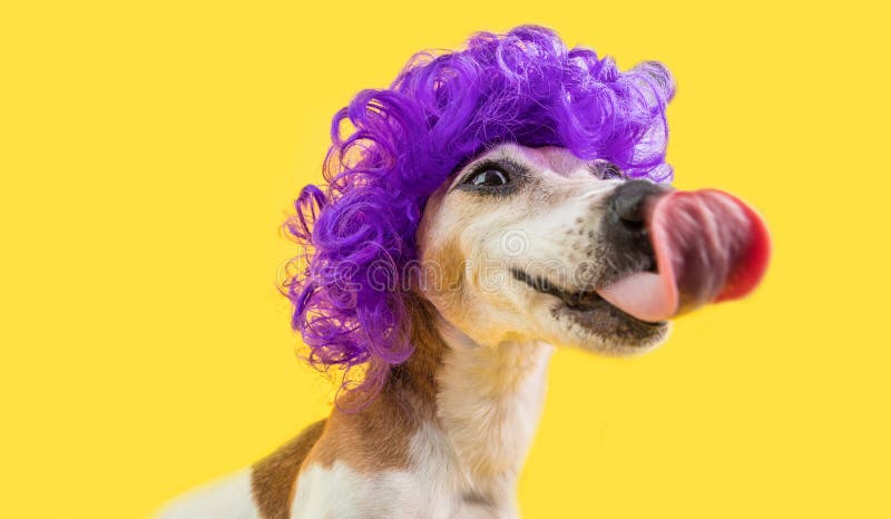 Licking dog face. Waiting for delicious treat yammy food foxy dog muzzle. Funny violet curly wig hairstyle. Yellow royalty free stock photos Licking dog face. Waiting for delicious treat yammy food foxy dog muzzle. Funny violet curly wig hairstyle. Yellow royalty free stock photos