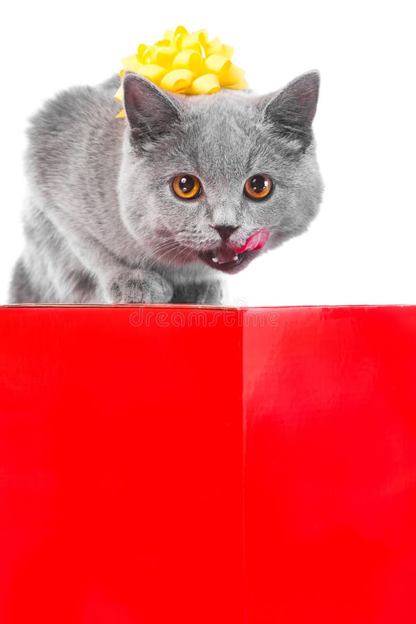 Licking young British blue cat as cute gift