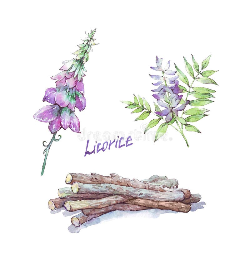 Licorice Flower and Root Isolated Stock Illustration Illustration of