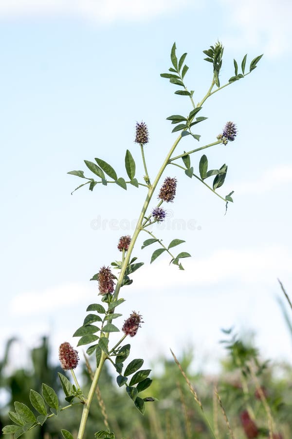 The Licorice Glycyrrhiza Glabra Stock Image Image of neutral, herb