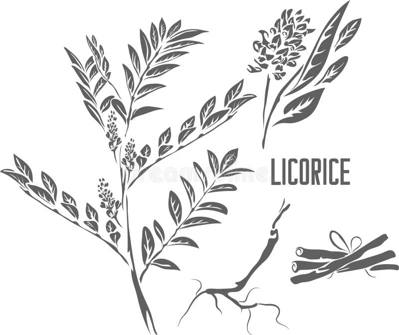 Radices Stock Illustrations 7 Radices Stock Illustrations Vectors radices-stock-illustrations-7-radices-stock-illustrations-vectors