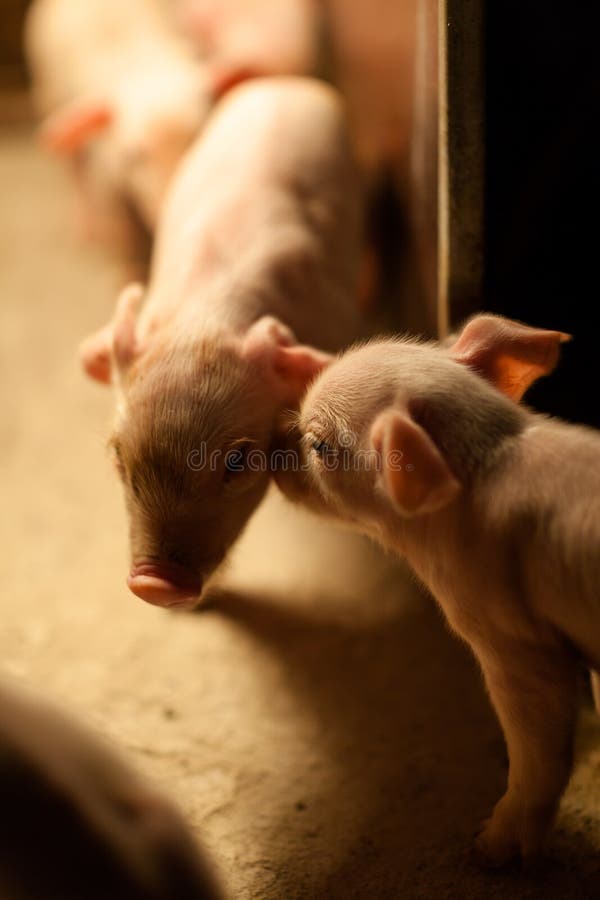 Liebe der Hunde- Neugier Schweinder tierbaby-Geburt nett lizenzfreie stockfotos Liebe der Hunde- Neugier Schweinder tierbaby-Geburt nett lizenzfreie stockfotos