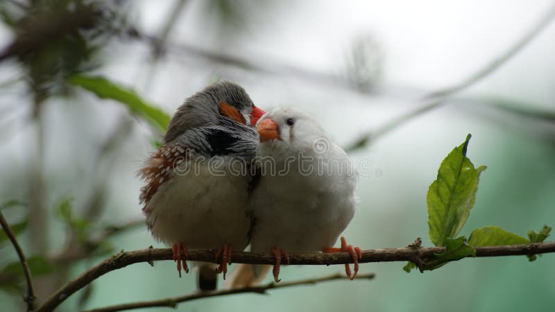 Two finches together sharing a whisper in love. Two finches together sharing a whisper in love.