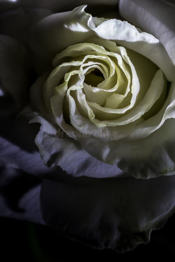 Lieben Sie, stieg, blüht, Makro, Weiß, Glanz, Schatten, Locken, gelber Hintergrund, Gelb, Beschaffenheit, Design lizenzfreies stockfoto Lieben Sie, stieg, blüht, Makro, Weiß, Glanz, Schatten, Locken, gelber Hintergrund, Gelb, Beschaffenheit, Design lizenzfreies stockfoto