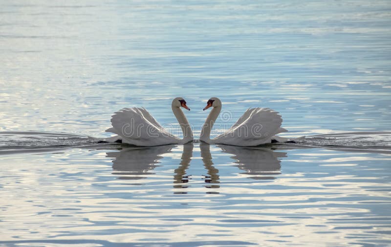 Liebes-Schwäne - Schwäne, die ein Herz machen lizenzfreies stockfoto Liebes-Schwäne - Schwäne, die ein Herz machen lizenzfreies stockfoto