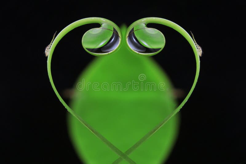 Liebesblatt-Wassertröpfchen lizenzfreie stockbilder Liebesblatt-Wassertröpfchen lizenzfreie stockbilder