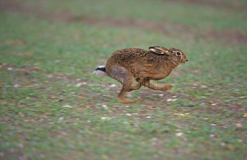 Liebres de Brown, europaeus del Lepus imagen de archivo libre de regalías Liebres de Brown, europaeus del Lepus imagen de archivo libre de regalías