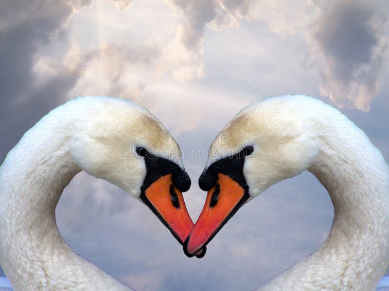 Pair swans on a background of a decline. Pair swans on a background of a decline