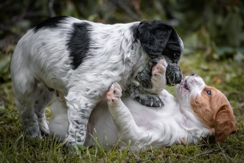 Liefde op het eerste gezicht - paar van het gelukkige het spaniel van Bretagne van babyhonden rond spelen, het ruiken van elkaar stock afbeelding Liefde op het eerste gezicht - paar van het gelukkige het spaniel van Bretagne van babyhonden rond spelen, het ruiken van elkaar stock afbeelding